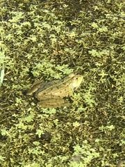 Pelophylax
