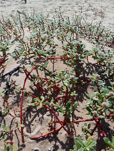 Gomphrena portulacoides, photograph 6