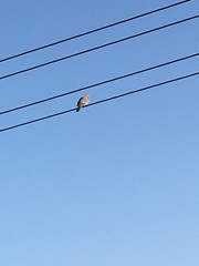 Streptopelia senegalensis senegalensis