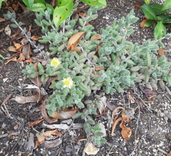Delosperma echinatum
