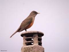 Turdus rufiventris