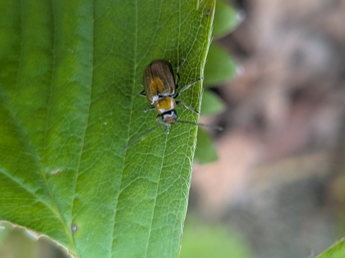 Atrachya menetriesii