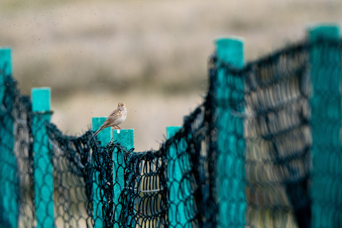 Asian Short-toed Lark (Alaudala cheleensis)