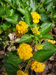 Lantana × hybrida