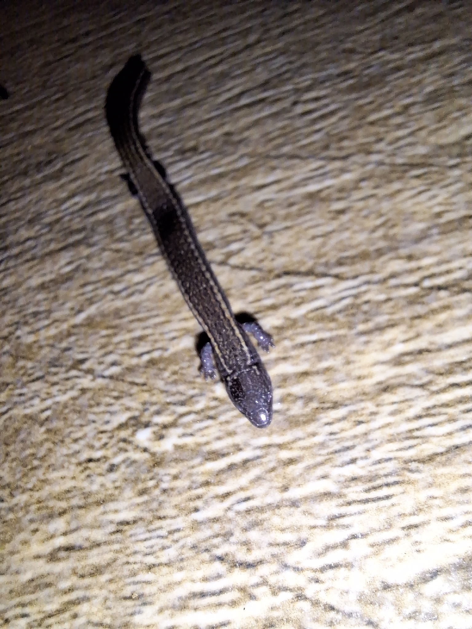 Vanzolini's Anotosaura photo 3
