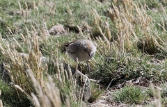 Muscisaxicola rufivertex