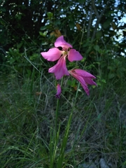 Gladiolus italicus