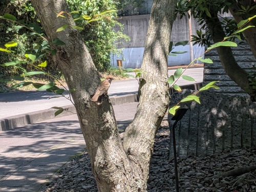 Eurasian Tree Sparrow
