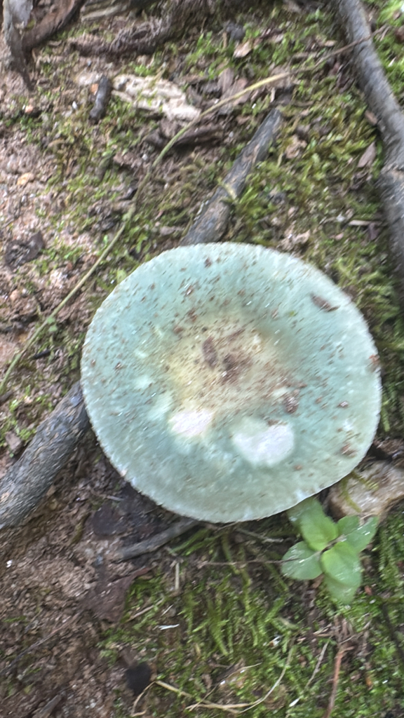 Blue-green Cracking Russula · June 2026 · photo: Photo: no rights reserved · iNaturalist