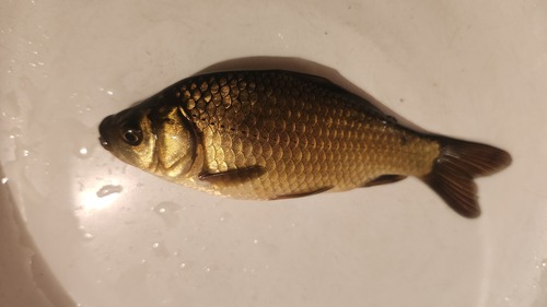 Prussian Carp