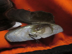 Anodonta oregonensis