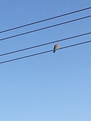 Streptopelia senegalensis senegalensis