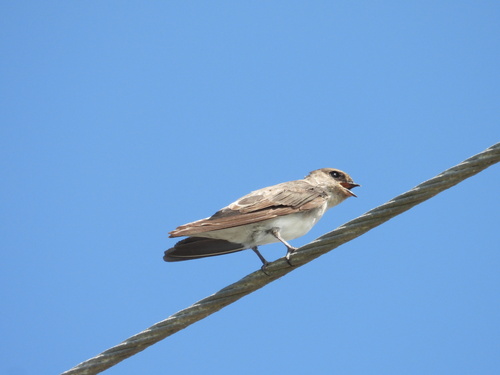 Grey-throated Martin (Riparia chinensis), photo 4