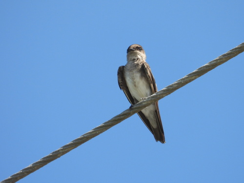 Grey-throated Martin (Riparia chinensis), photo 2