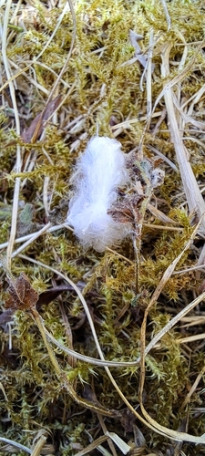 Vögel