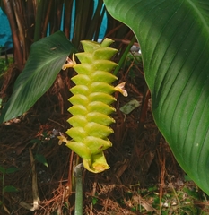 (c) Satyaji Wibowo, some rights reserved (CC BY) Calathea crotalifera, photograph (c) Satyaji Wibowo, some rights reserved (CC BY)