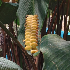 (c) Satyaji Wibowo, some rights reserved (CC BY) Calathea crotalifera, photograph (c) Satyaji Wibowo, some rights reserved (CC BY)