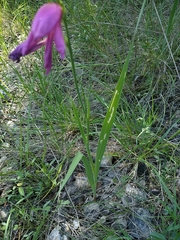 Gladiolus italicus