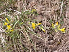 Chamaecytisus ratisbonensis