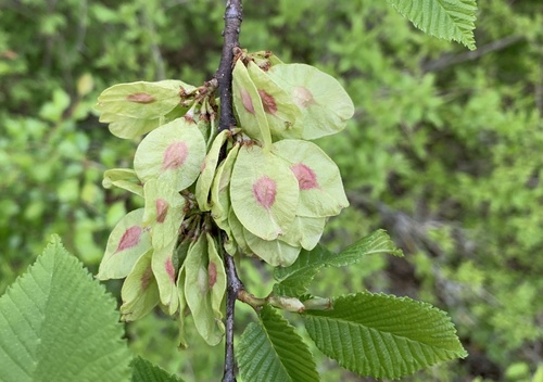 Kalninė guoba nuotrauka