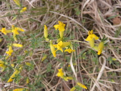 Chamaecytisus ratisbonensis