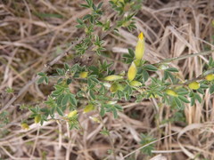 Chamaecytisus ratisbonensis