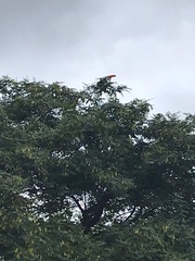 Ramphastos toco