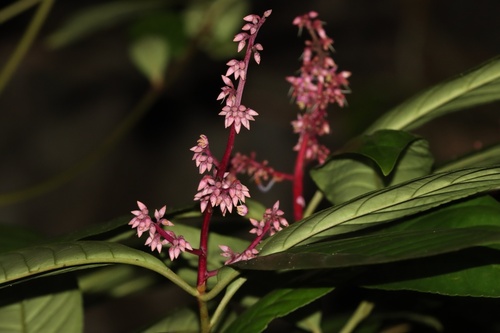 Ardisia colorata observed 2026-06-25