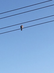 Streptopelia senegalensis senegalensis