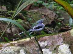 Motacilla clara