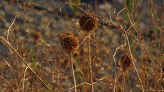 (c) Виктория Билоус, some rights reserved (CC BY) Allium atroviolaceum, photograph (c) Виктория Билоус, some rights reserved (CC BY)