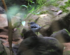 Motacilla clara