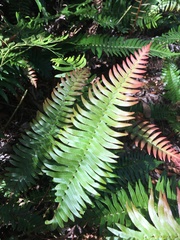 Blechnum punctulatum