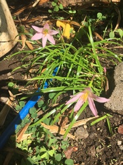 Zephyranthes × flaggii