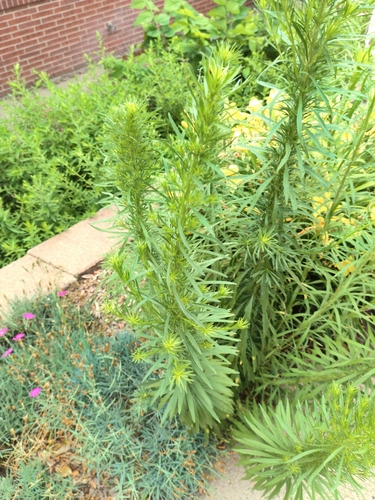 horseweed
