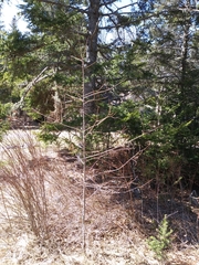 Larix laricina image