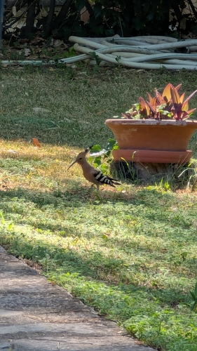Common Hoopoe