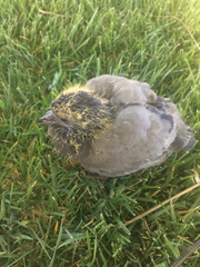 Columba livia domestica