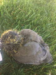 Columba livia domestica