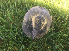 Columba livia domestica