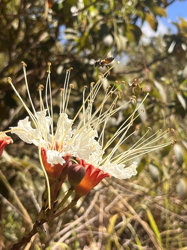 Lafoensia pacari, photograph 2