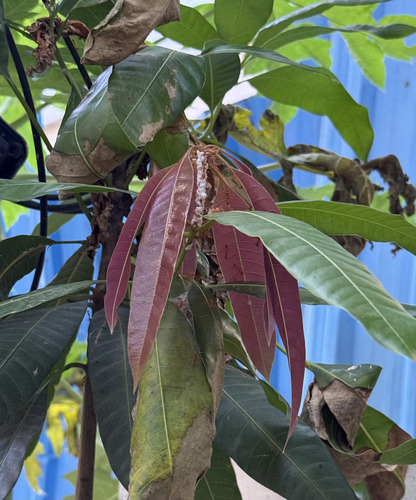 Asian Weaver Ant