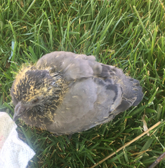 Columba livia domestica
