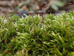 Sciuro-hypnum populeum