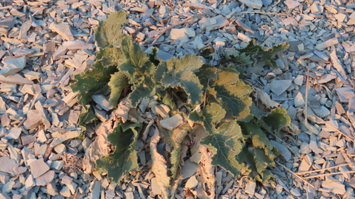Crambe koktebelica