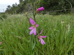 Gladiolus italicus