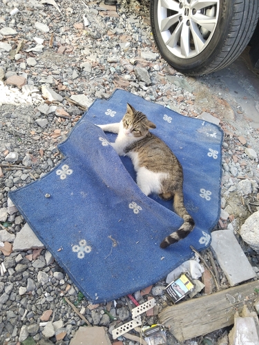 Domestic Cat