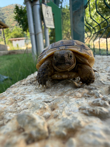 Greek Tortoise