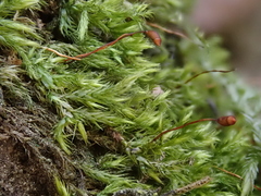 Sciuro-hypnum populeum