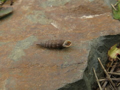 Alinda biplicata